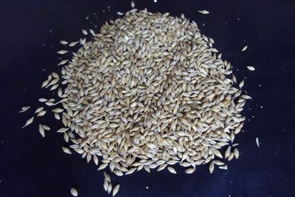 Obrázek Ječmen krmný (25 kg)
