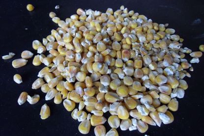 Obrázek Kukuřice krmná (50 kg)