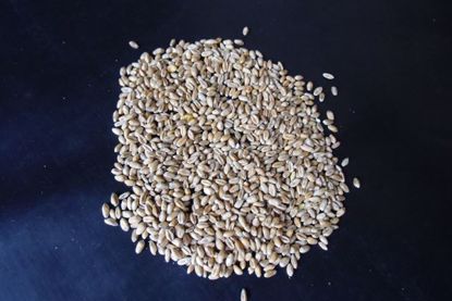 Obrázek Pšenice krmná (50 kg)