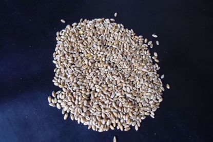 Obrázek Pšenice krmná (25 kg)